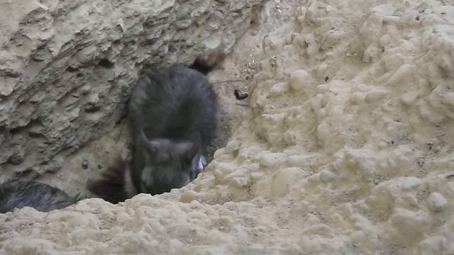 巣穴の入り口のビスカーチャの子　Baby Plains viscacha　2018 0518 00361 смотреть онлайн