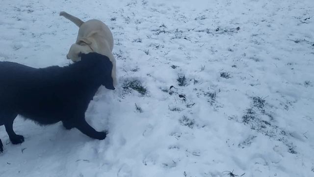 Лабрадоры на природе смотреть онлайн