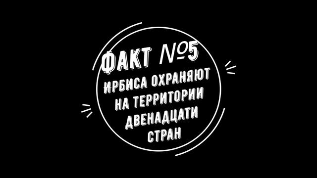 #деньвкадре Снежный барс смотреть онлайн