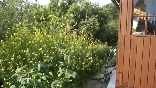 Экскурсия по дачному участку смотреть онлайн