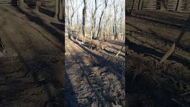 Притравка лаек на вальерного кабана смотреть онлайн