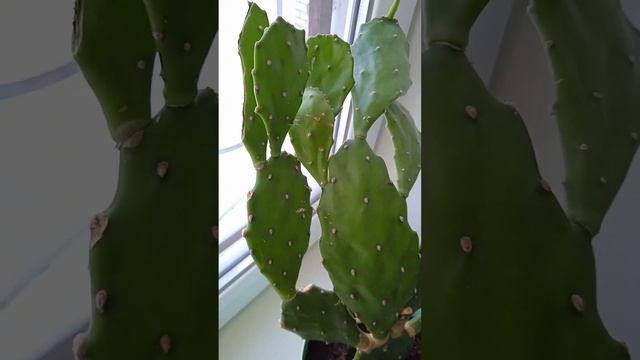 Как выглядит кактус опунция ##кактусопунция#опунция смотреть онлайн
