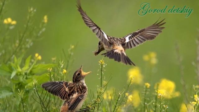 Природоведение. Природные сообщества смотреть онлайн
