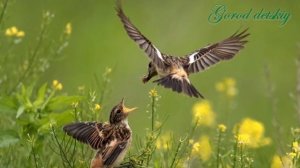 Природоведение. Природные сообщества