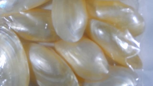 Good Quality Of Moti Seep Or Pearl Oyster With Pearl Nacre High Lustre Mother of Pearl HorizonX смотреть онлайн