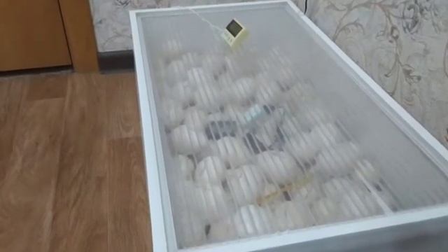 Инкубатор Блиц ПК честный отзыв смотреть онлайн