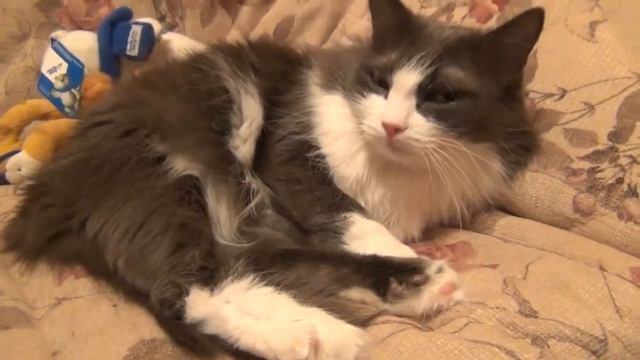 ЯЗЫК КОШЕК И КОТОВ ( Как понять своего питомца?) смотреть онлайн