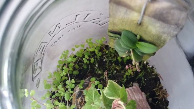 Terrarium and Schoenorchis Fragrans Update смотреть онлайн