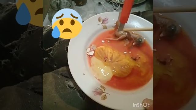 Неудачный опыт Цыпленок ??? смотреть онлайн