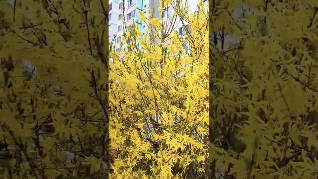 весна. форзиция. кустарник с желтыми цветами. сад. дача смотреть онлайн