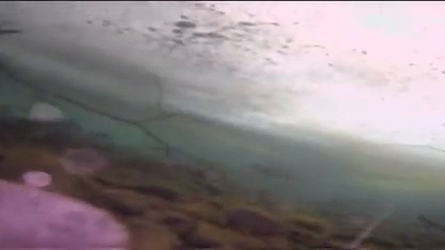 Рыба есть ,но не ловится  