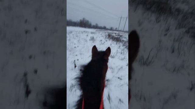 КЛУБ КОННОГО ТУРИЗМА И СТРЕЛЬБЫ ИЗ ЛУКА "МИНТАКА" / ЗИМА 2023 ОДЕССА КОРСУНЦЫ смотреть онлайн