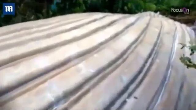 Тушу кита нашли на днях в джунглях Бразилии смотреть онлайн