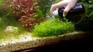 Боремся с нитчаткой в аквариуме