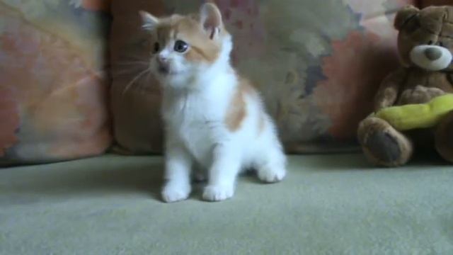 Королевич)) смотреть онлайн