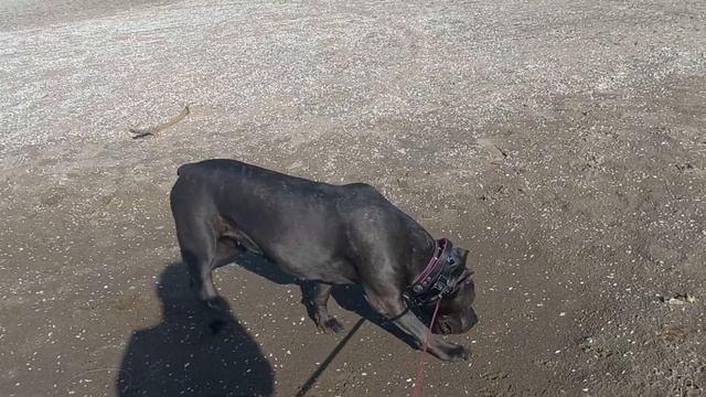 Прогулка по дну реки. Кане Корсо. Матильда.