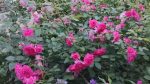 Цветение английской розы Сэр Джон Бетжемен  (Rosa Sir John Betjeman) Остин 2008