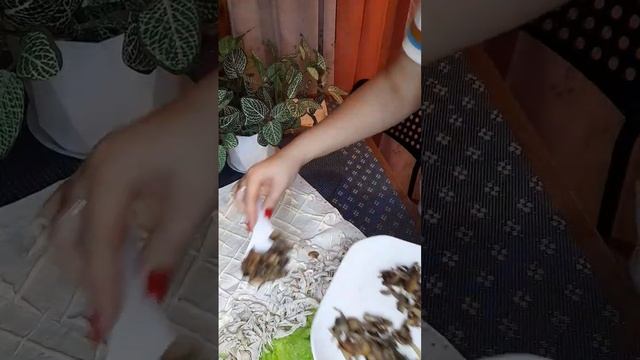 Салатная Кухня