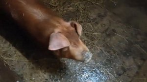 ?СКОЛЬКО же СВИНЕЙ вытягиваю ОДИН ?СВИНОВОДСТВО масштаб ЛПХ