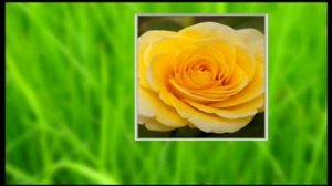 Victory Bouquet Rose 'Ilios' (yellow)