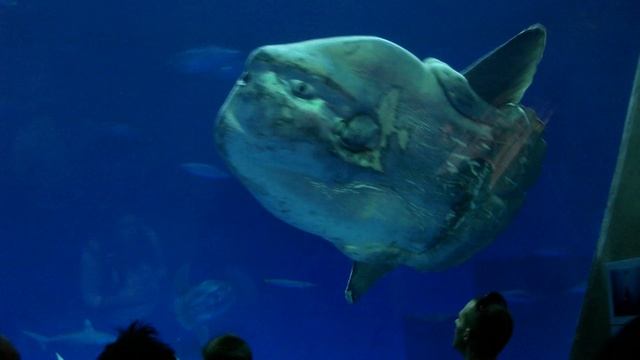 You Need to Know About This Ridiculous Fish смотреть онлайн