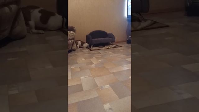 Рич Рассел смотреть онлайн