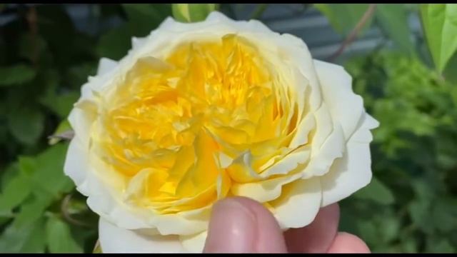 Какие розы я выселила из сада и почему! Перепланировка сада. смотреть онлайн