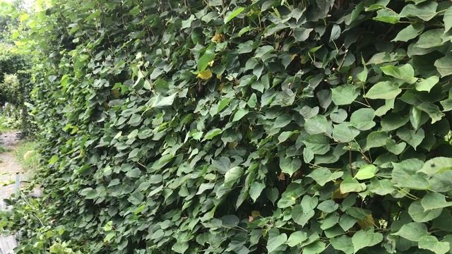 Живая изгородь из липы - середина июля смотреть онлайн