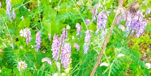 Мохнатый  шмель...