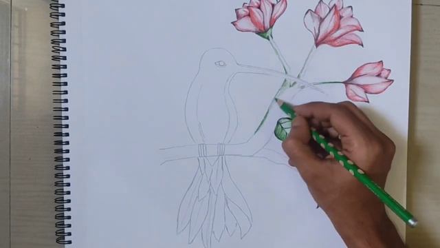 Colour Pencil sketch speed drawing || Humming bird sketch #40 смотреть онлайн