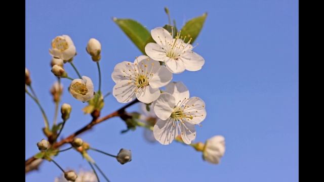 Радуница  Радоница - ОЛЕГ ЕЛИСЕЕНКОВ
