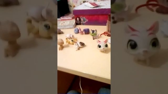 У стар фокс поевился новый пет милейшая кошечка