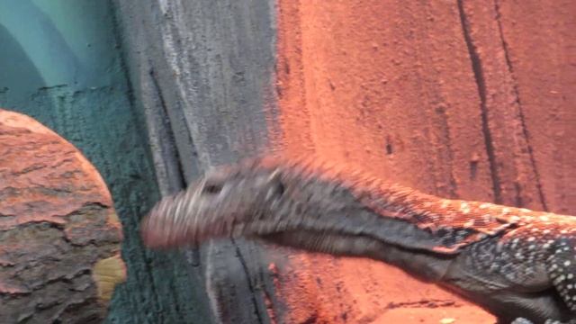 Варан синехвостый 12.10.17 смотреть онлайн