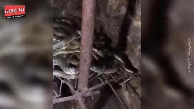 Купили дом со змеями ? смотреть онлайн