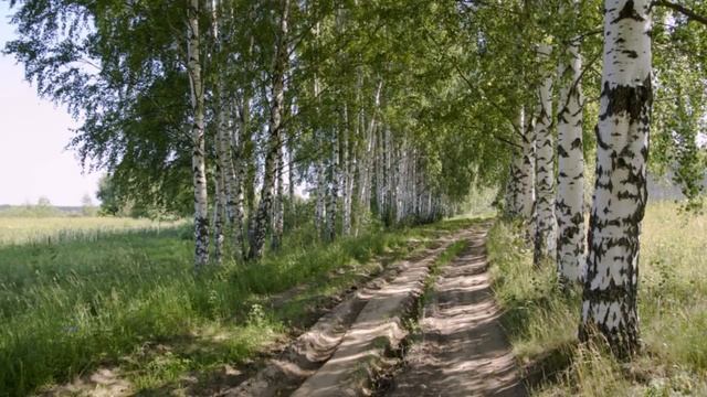 Русскую берёзу в поле обниму, автор и исполнитель Павел Беседин смотреть онлайн