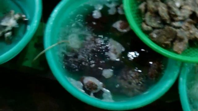 Морепродукты и крокодил на вертеле. Нячанг,Вьетнам смотреть онлайн