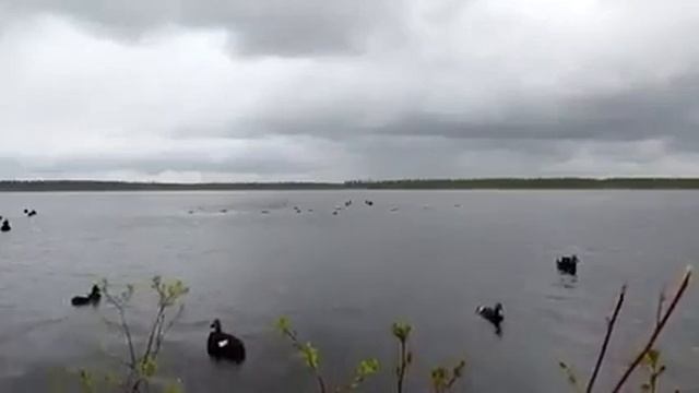 Охота турпаны!!! смотреть онлайн