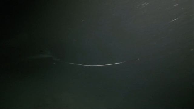 MANTA | Maldives Diving 2021 | Dive center ARGO-DIVE.RU смотреть онлайн