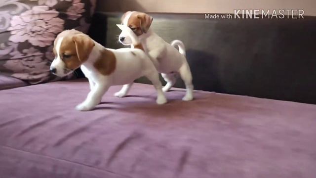 Щенки Джек Рассел терьера !!Омск!!Помет 11.12.2017г смотреть онлайн