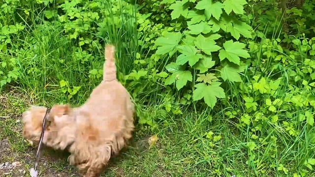 Штрафы за гриль в Германии//Как одеваться в лес//Еловые побеги для варенья смотреть онлайн