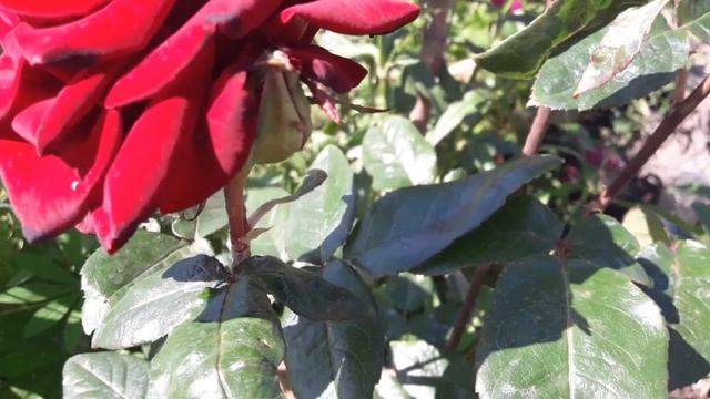 Роза чайная 