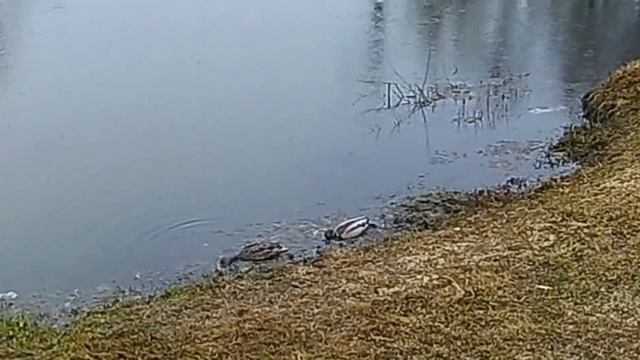 Новые жители водоёма. смотреть онлайн