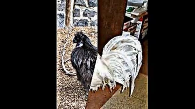 Породы кур смотреть онлайн