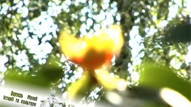 Ворзель Тюльпанове дерево смотреть онлайн