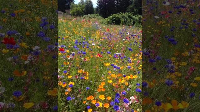 Все пройдет. Стихотворение Носовой Натальи. Читает автор смотреть онлайн