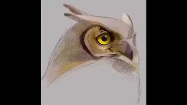 Owl drawing смотреть онлайн