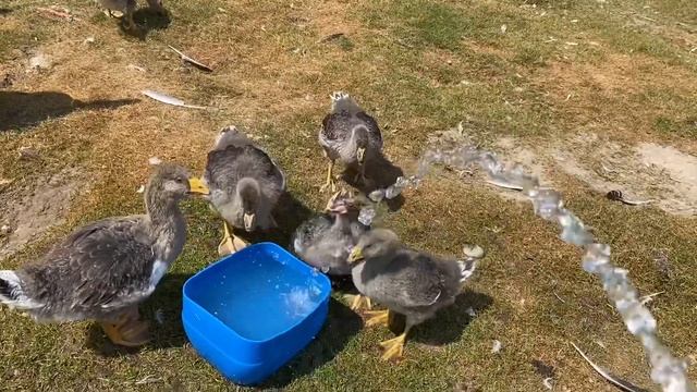 Жизнь Холмогорских и Тульских гусят во Владимирской области. Отправка Ленточных гусей в Хабаровск. смотреть онлайн