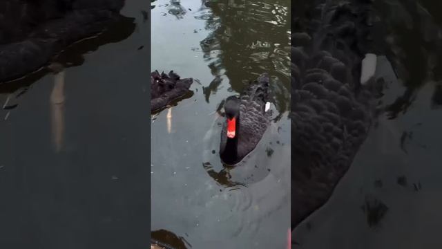 чёрные лебеди