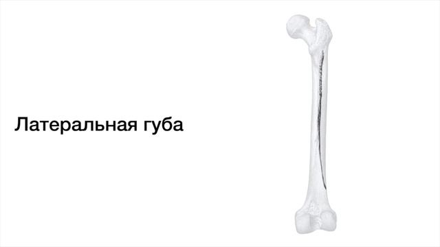 Бедренная кость - Femur, курс нормальной анатомии смотреть онлайн