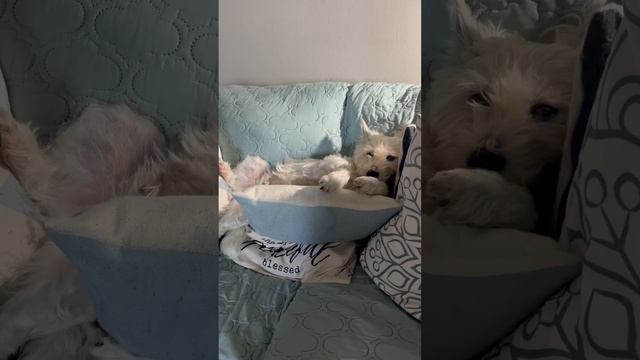 Taking siesta and getting super relax #animallover #westielove #doglovers #westies #dog #puppylove смотреть онлайн